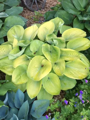 Golden Friendship Hosta