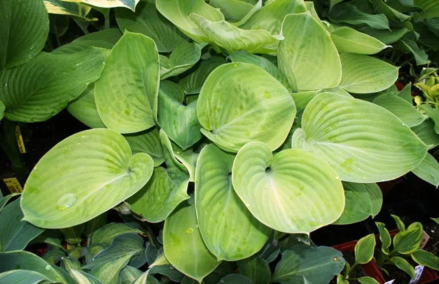 Golden Friendship Hosta
