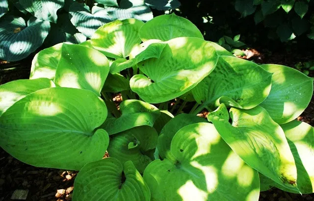 Golden Friendship Hosta